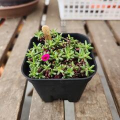 多肉植物　ピンキー
