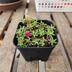ランキングキーワードに紐づく投稿画像-多肉植物