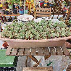 多肉植物　秀麗