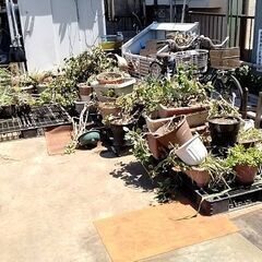 ☆無料　０円 　植木　植木鉢　まとめ　おまけ付き