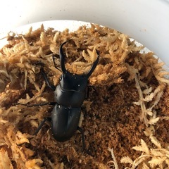コクワガタ