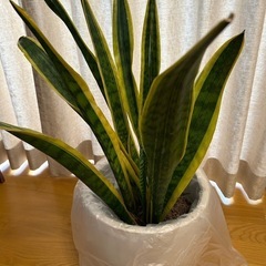 観葉植物　サンスペリア(植木鉢は付きません)