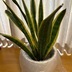 ランキングキーワードに紐づく投稿画像-観葉植物