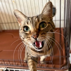 保護猫7匹
