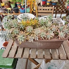 多肉植物４種