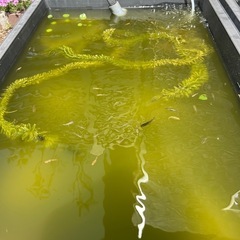 ミックスメダカ　１匹４０円】の画像