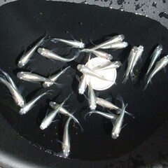 D-23  幹之ダルマ（Ｂ級）　25匹　　の画像