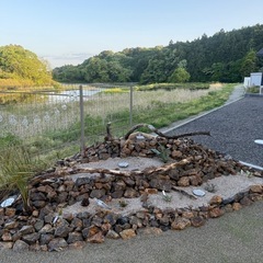 ココスヤシなど買い取ります🌴