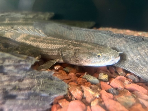 ポリプテルス　ナイジェリアSP42㎝±