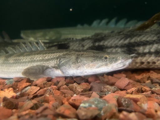 ポリプテルス　ナイジェリアSP42㎝±