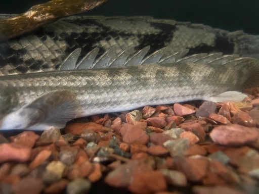 ポリプテルス　ナイジェリアSP42㎝±