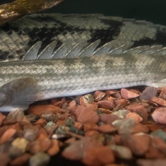 ポリプテルス　ナイジェリアSP42㎝±の画像