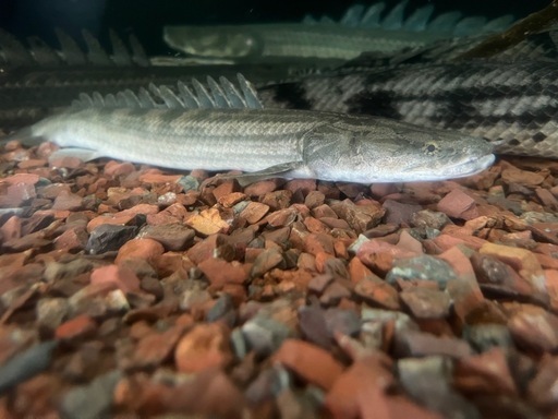 ポリプテルス　ナイジェリアSP42㎝±