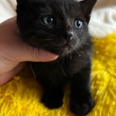 ⚽️🐈‍⬛黒猫の仔猫ちゃん🐈‍⬛⚽️
