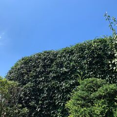 草　木　その他　お悩み事　解決しませんか？