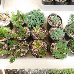 多肉植物 セダム類 各1ポット