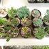 ランキングキーワードに紐づく投稿画像-多肉植物