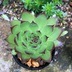 ランキングキーワードに紐づく投稿画像-観葉植物