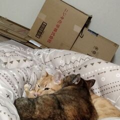 甘えん坊