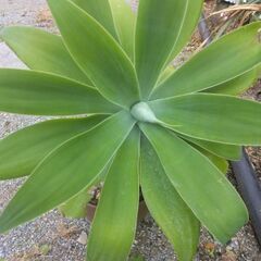アカベアテナータの画像