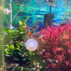 国産グッピーの稚魚10匹　合計　30匹 