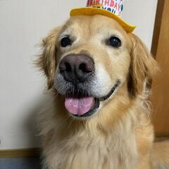 ゴールデンレトリバー　９歳　メス