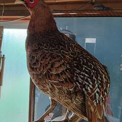 台付き尾長鶏標本の画像