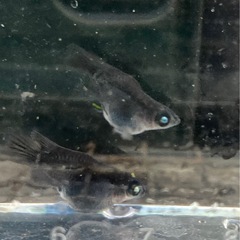 黒天幻龍ダルマメダカ-1匹の画像
