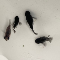 黒天幻龍ダルマメダカ-4匹