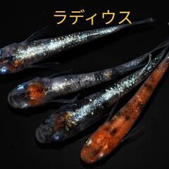 めだか　メダカの卵の画像