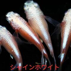 めだか　メダカの卵の画像