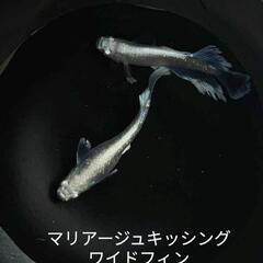 めだか　メダカの卵の画像