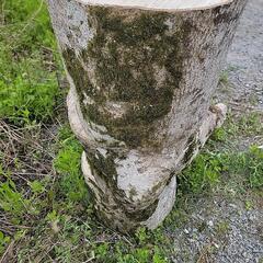 腰かけ　丸太の画像