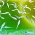 ランキングキーワードに紐づく投稿画像-メダカ