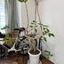 ランキングキーワードに紐づく投稿画像-観葉植物