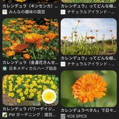 カレンデュラ、キンセンカ　種　お譲り下さい