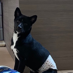 雑種犬