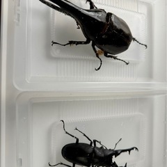 クワガタ、カブトムシ