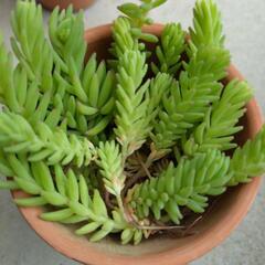 多肉植物カット苗3種類の画像