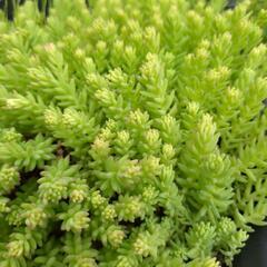 多肉植物カット苗3種類の画像