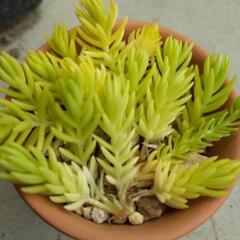 多肉植物カット苗3種類