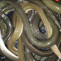 ウナギ釣り教えます！！