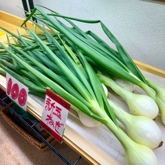 100円若松旬野菜‼️朝採り新玉ねぎ‼️ 1玉100円‼️ 野菜 
