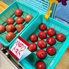 100円若松旬野菜‼️朝採り新玉ねぎ‼️ 1玉100円‼️ 野菜 の画像