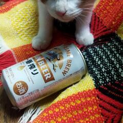 茶白5ヶ月くらいの野良猫のTNR後保護しました