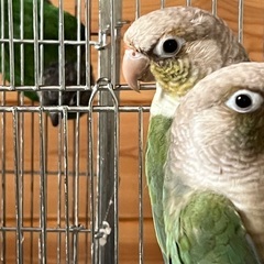 ウロコインコ　販売