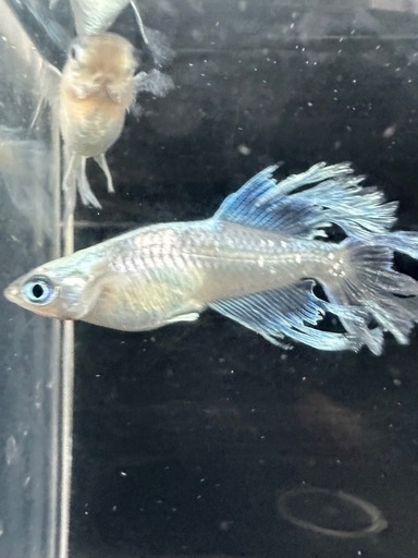 メダカ【如水】 種親 ①ペア メダカの館watti様血統