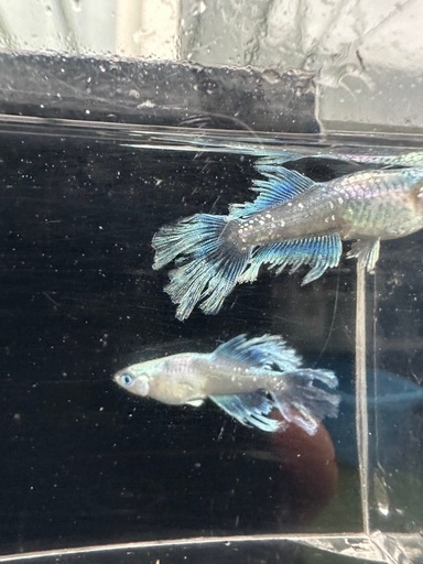 メダカ【如水】　種親　①ペア　メダカの館watti様血統