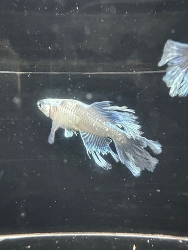 メダカ【如水】若魚(種親)①ペア メダカの館ワッチ様血統 準直系