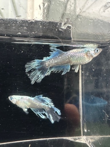 メダカ【如水】　種親　①ペア　メダカの館watti様血統